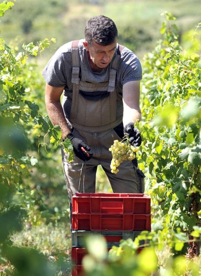 VRBNIK, 03. 09. 2019. - VINARIJA KATUNAR,  BERBA GROŽĐA, GROŽĐE, VINO, VINOVA LOZA, ŽLAHTINA, PLAVAC, ANTON KATUNAR   SNIMIO: VEDRAN KARUZA